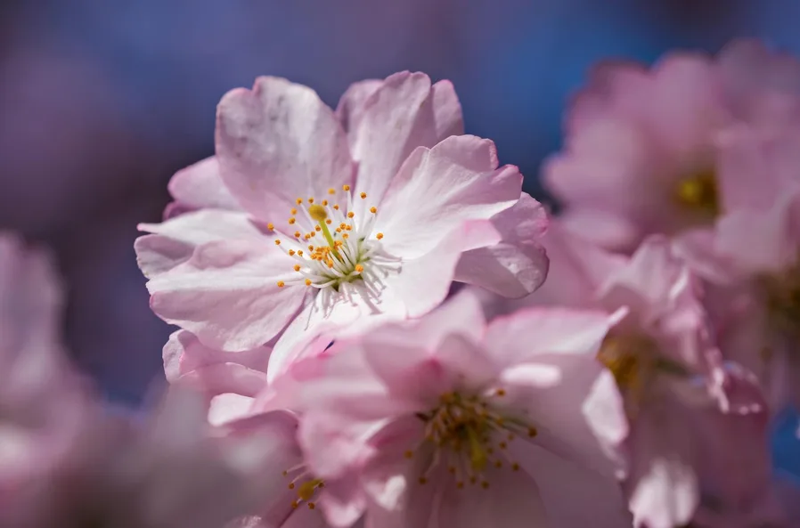 4월8일 석촌호수 벚꽃 지금 만개 여부와 혼잡 정보 3 벚꽃 클로즈업 샘플