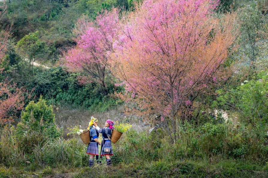 참꽃이 만발한 언덕 전경