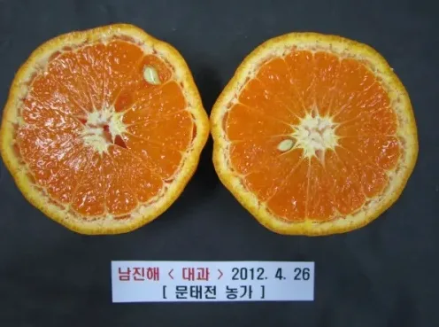 신비향 맛 후기와 제철 고르는 법 정리 1 신비향 과육과 껍질 느낌을 보여주는 감귤 사진