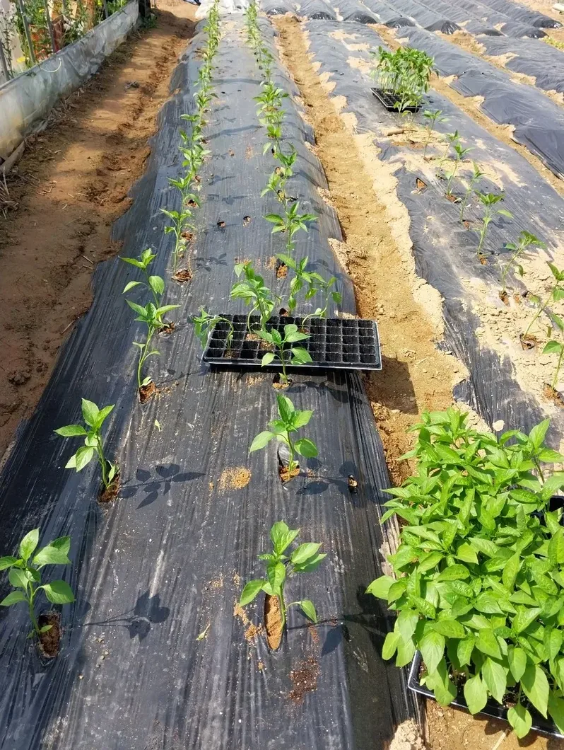 모종 순화 과정 예시