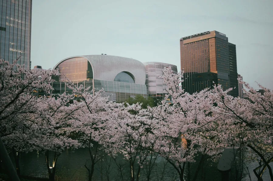 한적하게 즐기는 서울 벚꽃 명소 7곳 5 석촌호수 벚꽃과 산책로