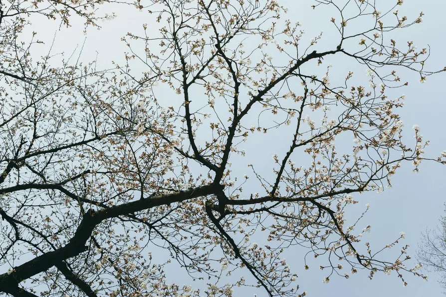 한적하게 즐기는 서울 벚꽃 명소 7곳 7 응봉산 정상에서 본 벚꽃과 도시 전경