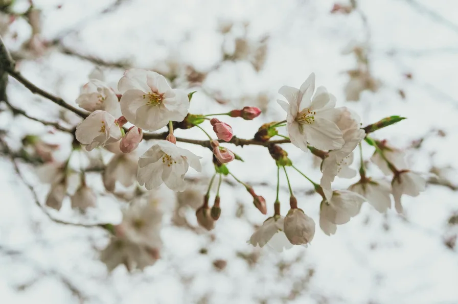한적하게 즐기는 서울 벚꽃 명소 7곳