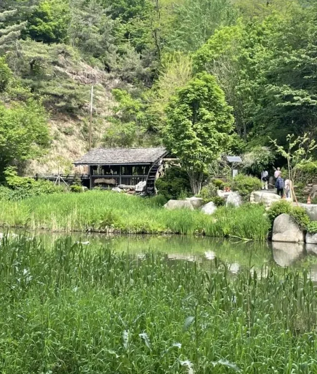 서울 봄 산책 커플 풍경