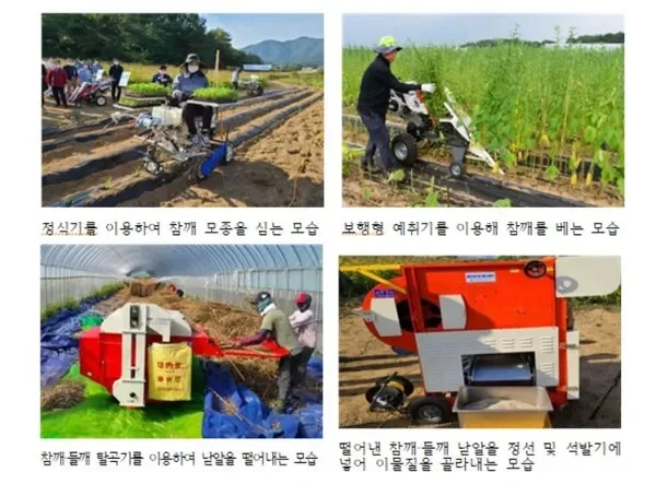 참깨 파종시기 남부 중부 지역별 심는 시기와 파종법 정리 3 어린 참깨 새싹
