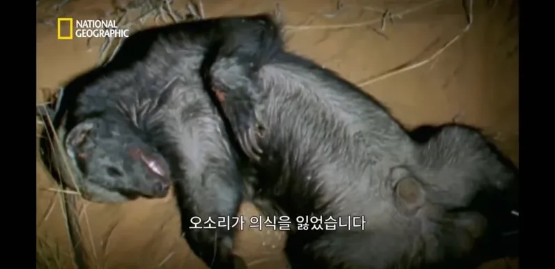 벌꿀오소리 왜 무서운 동물로 불릴까? 특징 정리 5 작은 포식자 비교 이미지