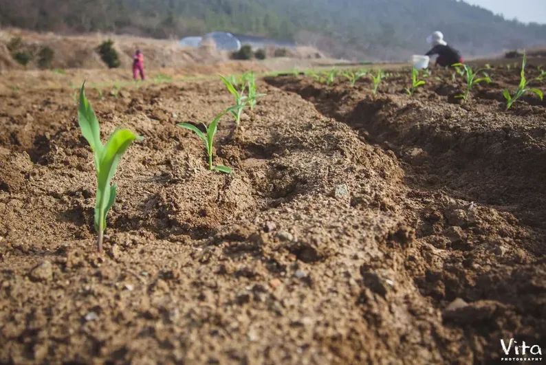옥수수 파종시기 지역별 차이와 늦으면 안 되는 이유 9 적당한 수분의 텃밭 흙