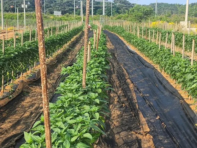흙온도 확인하는 텃밭 장면