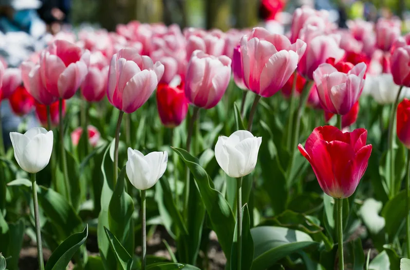 봄꽃축제 준비 체크리스트