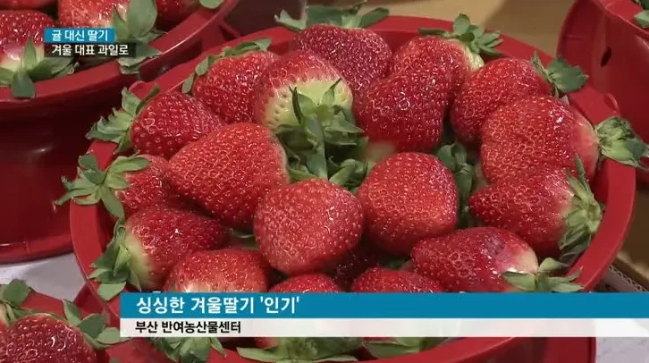 과일 보관용 냉장고 정리