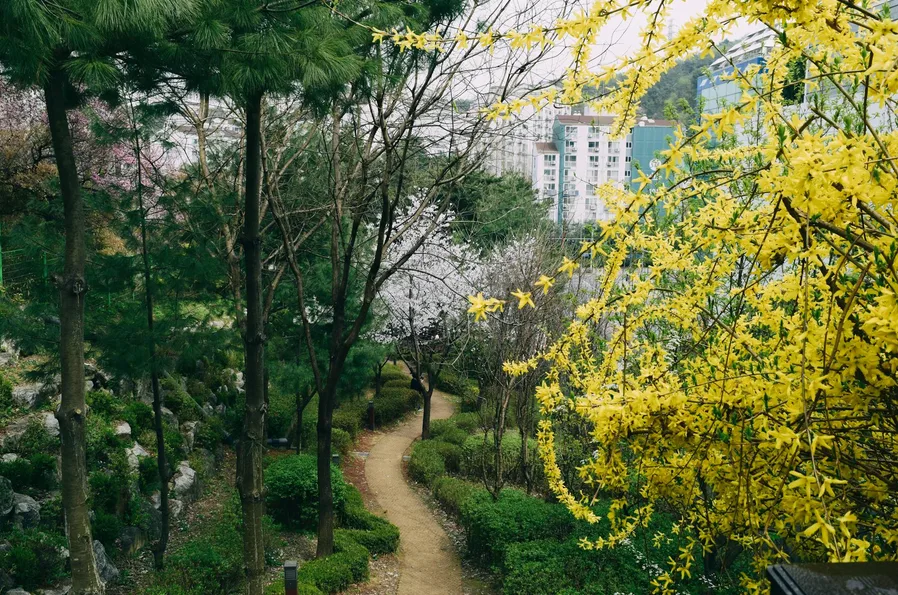 봄날 꽃잎 산책길
