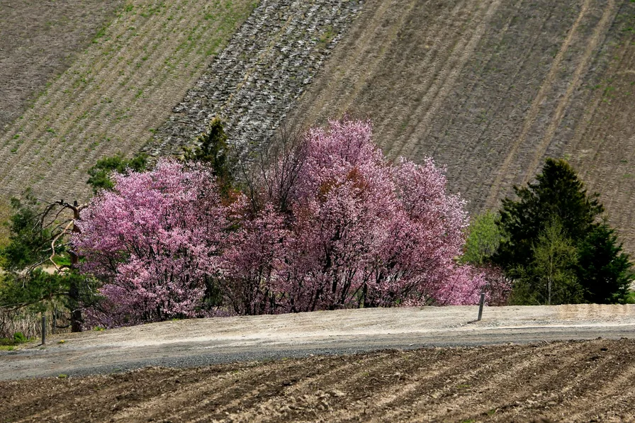 해질녘 벚꽃 과수원 풍경