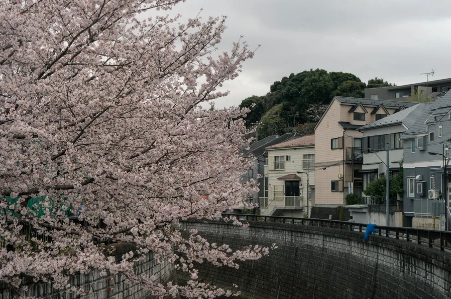 노을 속 벚꽃 풍경