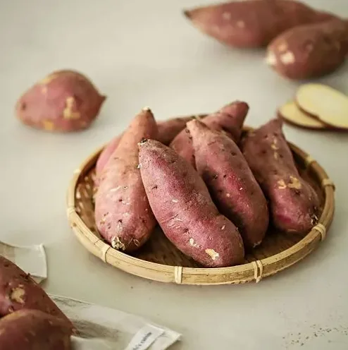 고구마 수확 직전 밭 모습