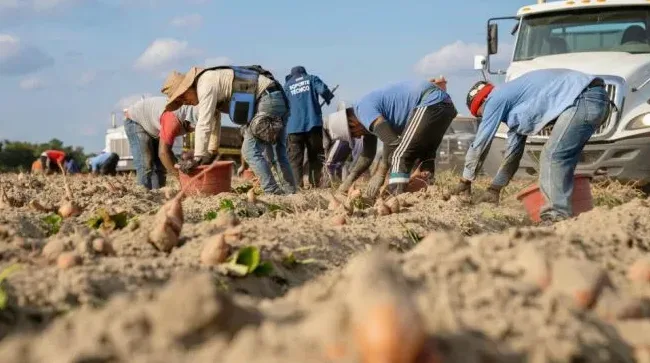 고구마파종시기 지금 심어도 될까 심는시기 기준 정리