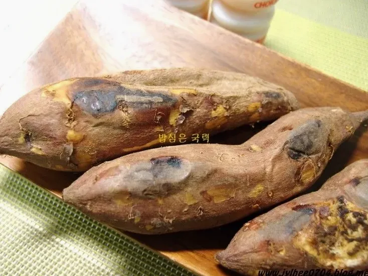 고구마 심기 요약 메모와 밭 풍경