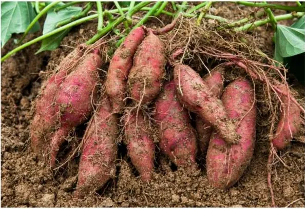 고구마순 심는 밭 준비 모습