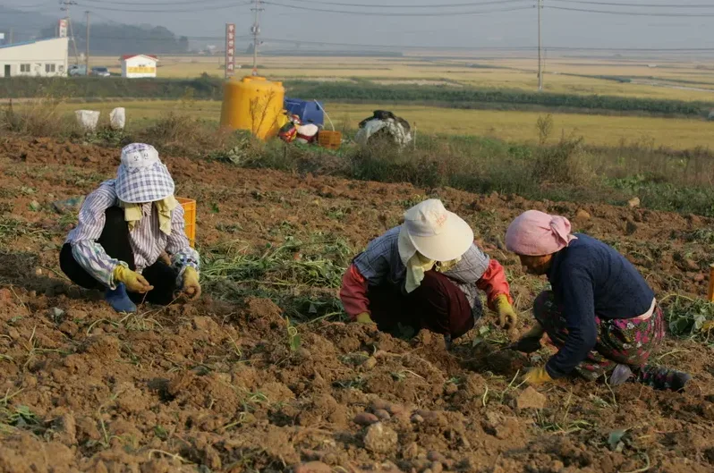 건강한 고구마순 클로즈업
