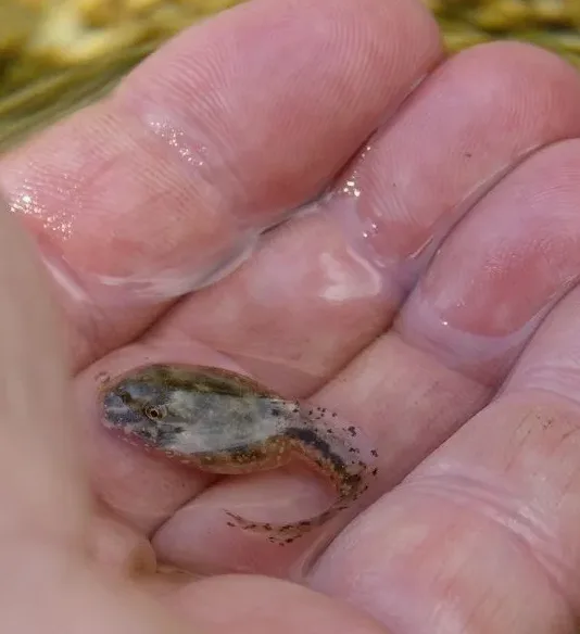 올챙이 먹이 주는 모습