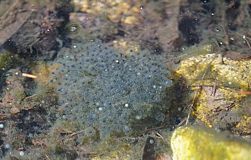 올챙이에서 개구리로 변하는 과정