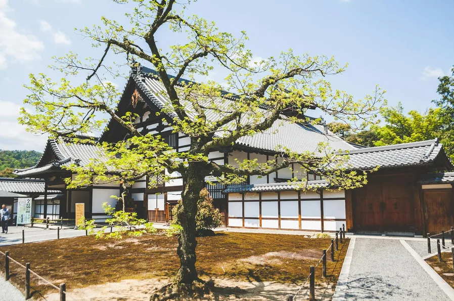 법당 앞 중정과 겹벚꽃의 조화