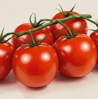 방울토마토 줄기 묶음 관리