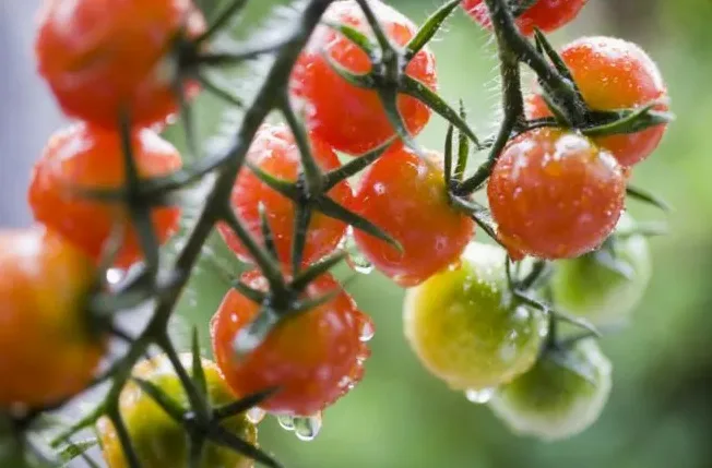 방울토마토 지지대 세운 모습