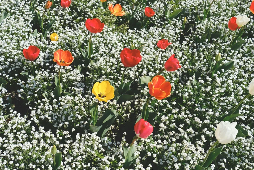 튤립과 유채꽃이 함께 있는 정원 풍경