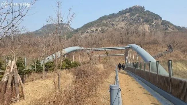 튤립과 벚꽃 근접 촬영 예시