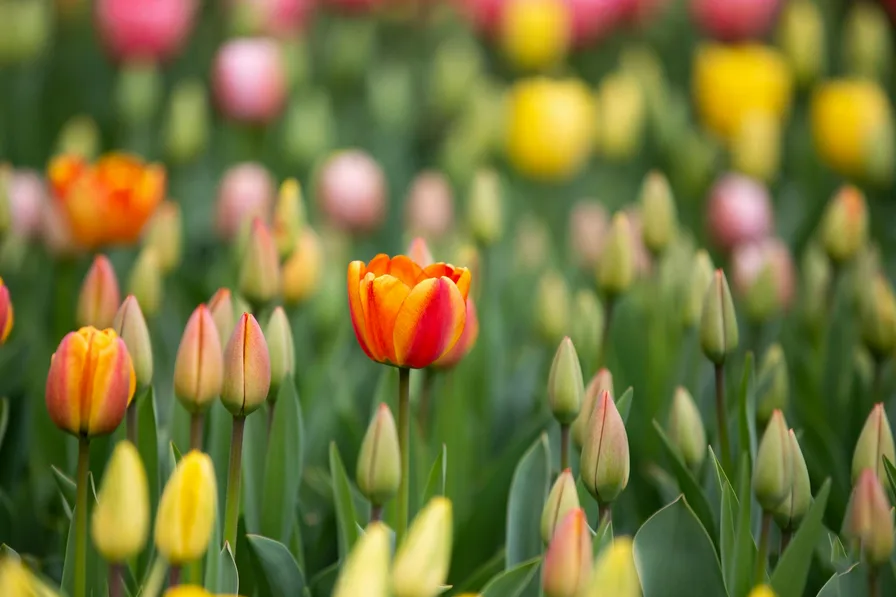 코리아플라워파크 태안 튤립축제 방문기와 팁 25 코리아플라워파크 태안 튤립축제 방문기와 팁