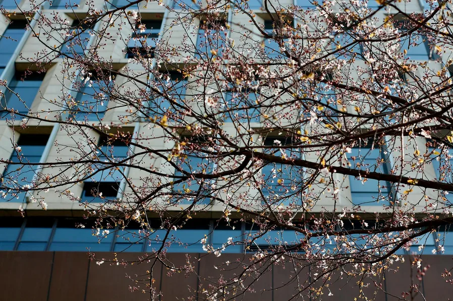 안양천 벚꽃 일몰 사진 포인트와 혼잡 피하는 시간 5 도시와 어우러진 강변의 벚꽃