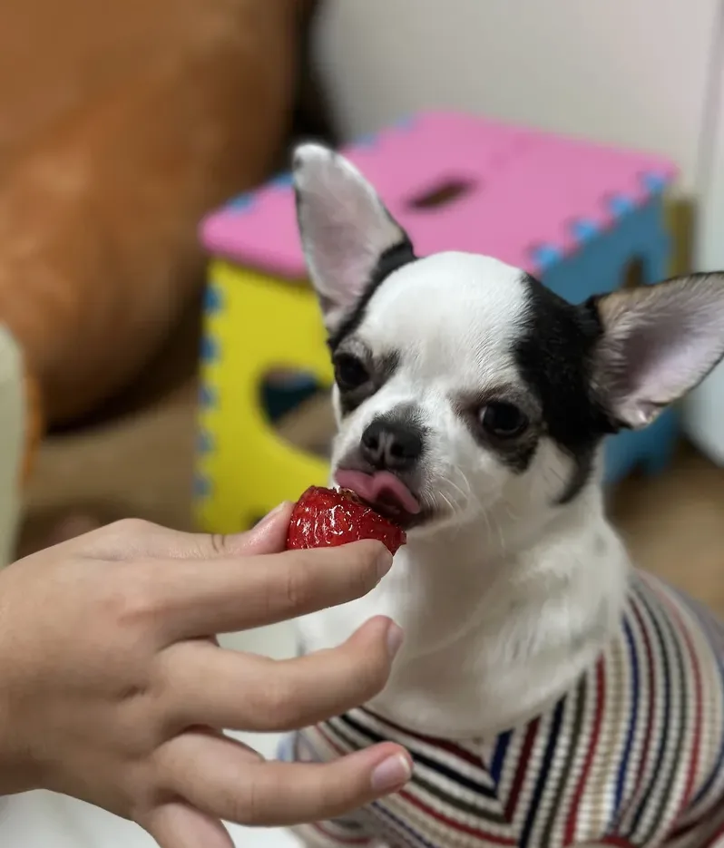 반려견 급여용 딸기 손질 장면