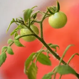 아침에 방울토마토에 물 주는 모습