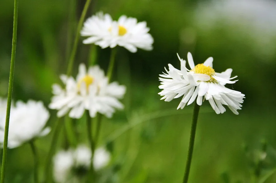 꽃길의 야생화 클로즈업