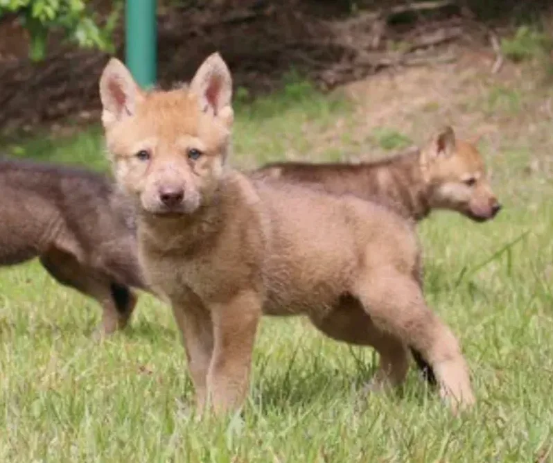 마비노기 모바일 9