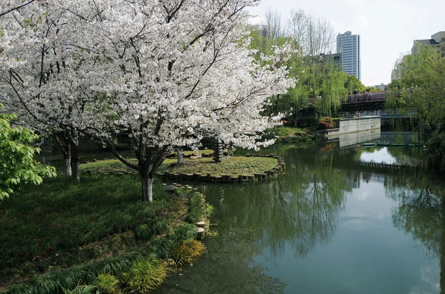 목교 위 벚꽃 풍경