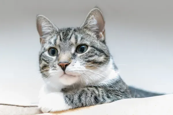카네이션 고양이 괜찮을까 증상과 대처법 정리 2 고양이와 함께하는 안전한 꽃 배치
