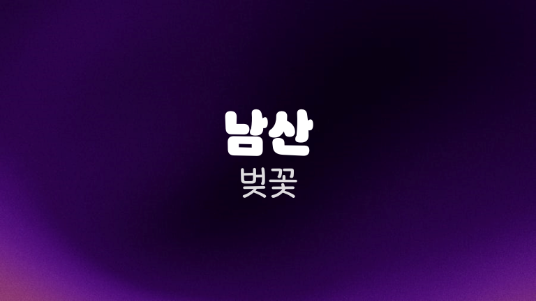 남산 벚꽃