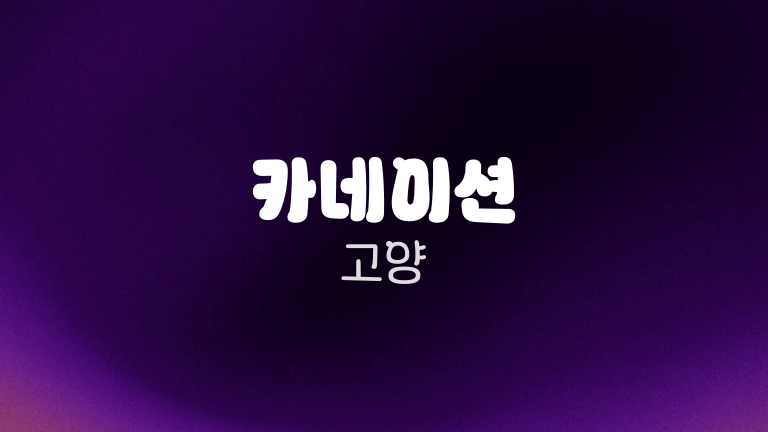 카네이션 고양