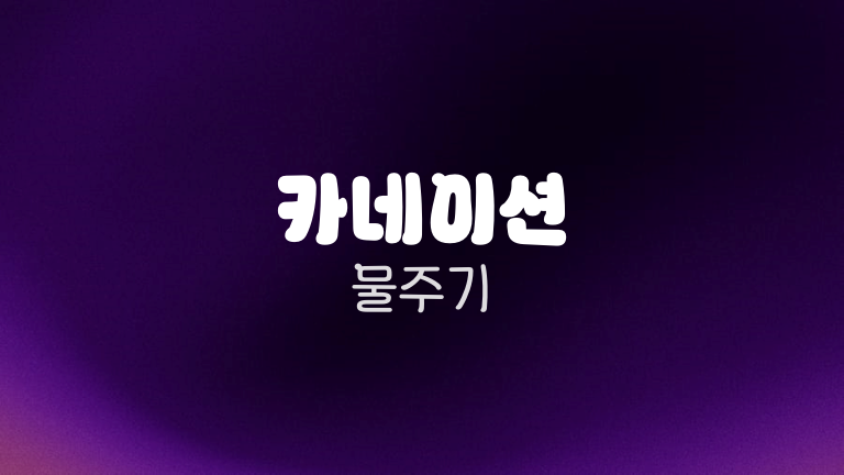 카네이션 물주기